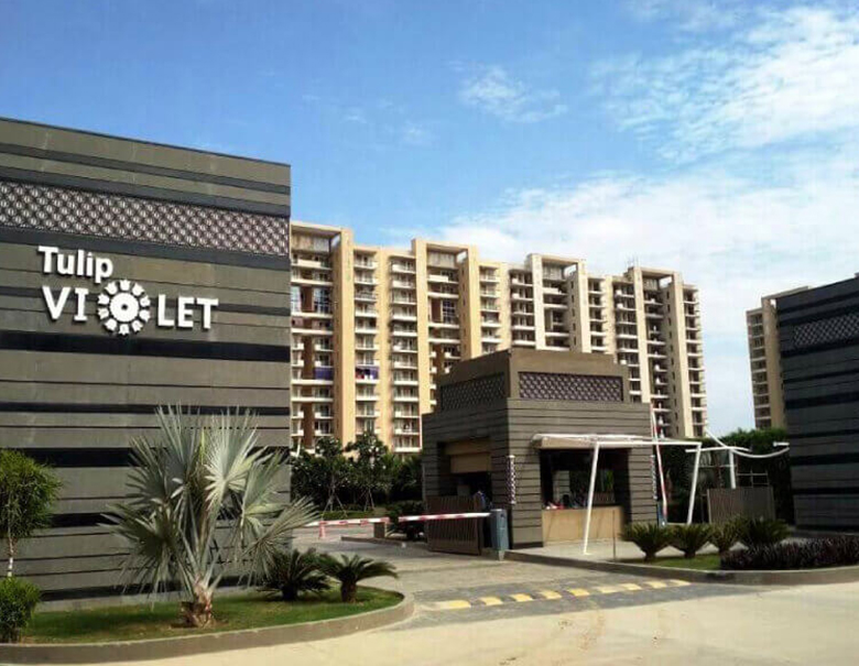 Paradise Consulting Tulip Violet